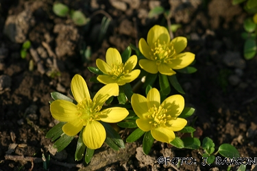 Eranthis hyemalis