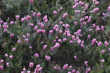 Erica carnea