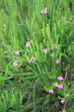 Erica terminalis