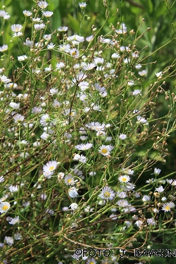 Erigeron canadensis