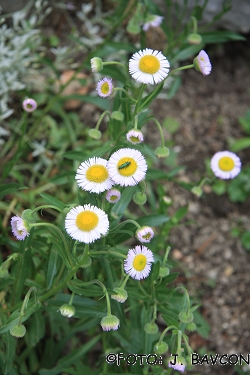 Erigeron caucasicus