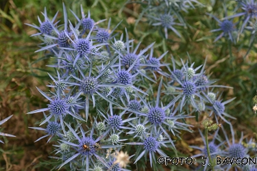 Eryngium amethystinum