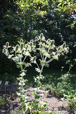 Eryngium giganteum