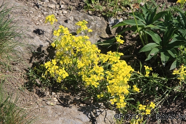 Erysimum comatum