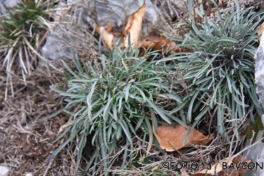 Erysimum sylvestre