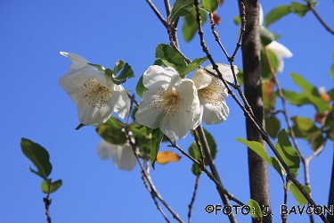 Eucryphia glutinosa