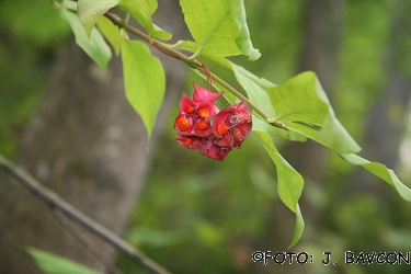 Euonymus latifolius