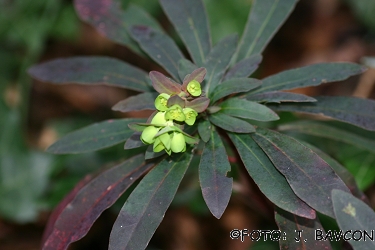 Euphorbia amygdaloides