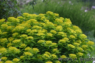 Euphorbia epithymoides