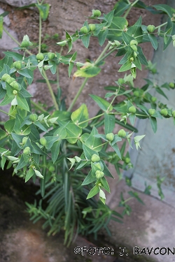 Euphorbia lathyris