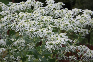 Euphorbia marginata