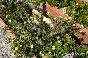 Euphorbia milii f. lutea