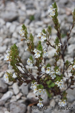 Euphrasia salisburgensis