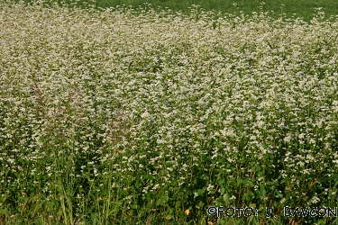 Fagopyrum esculentum