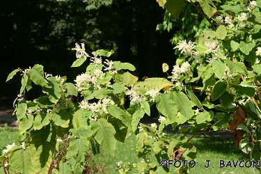 Fallopia sachalinensis