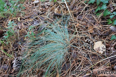 Festuca glauca