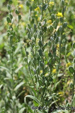 Fibigia clypeata 