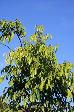 Ficus benjamina