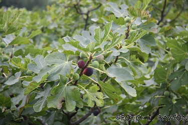 Ficus carica