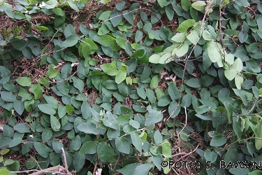 Ficus pumila