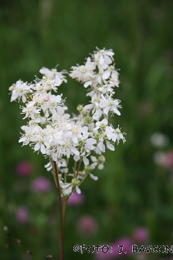 Filipendula ulmaria