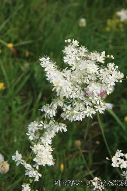 Filipendula vulgaris