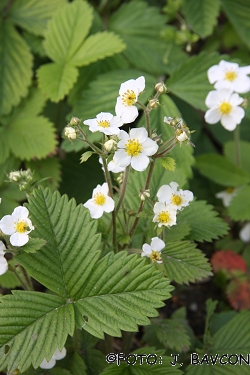 Fragaria moschata