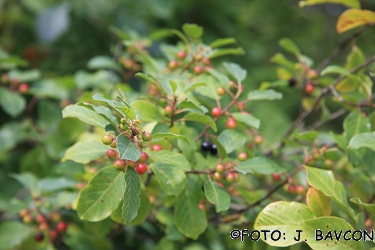 Frangula alnus