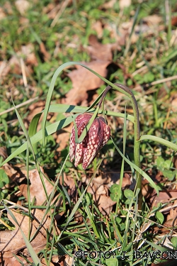 Fritillaria meleagris