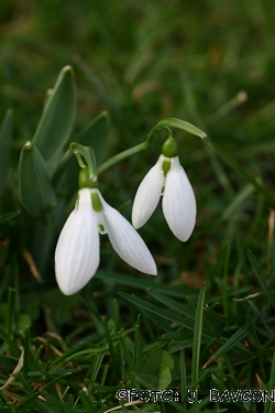 Galanthus elwesii