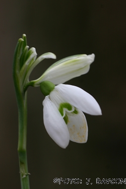 Galanthus nivalis \'Čopek\'