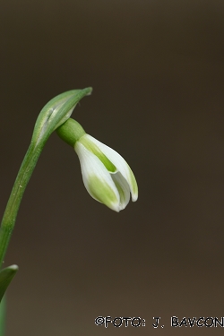 Galanthus nivalis \'Šentvid\'