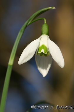 Galanthus nivalis \'Šotor\'