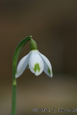 Galanthus nivalis \'Žabica\'