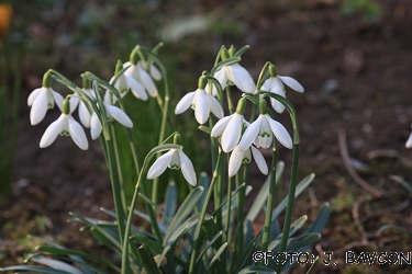 Galanthus nivalis