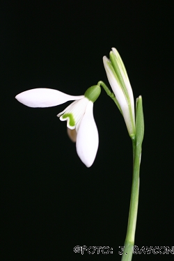 Galanthus nivalis \'Beli Zajček\'