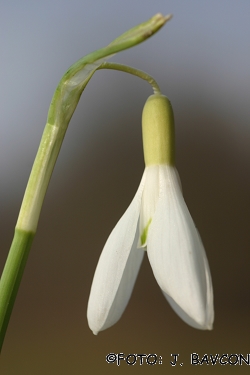 Galanthus nivalis \'Beloglavi\'