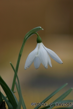 Galanthus nivalis \'Brest\'