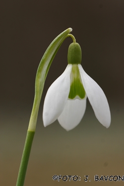 Galanthus nivalis \'Cerkno\'