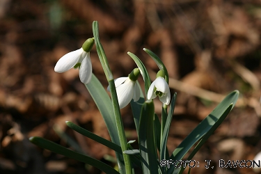 Galanthus nivalis \'Cesta\'