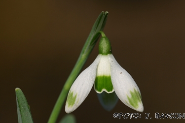 Galanthus nivalis \'Cikcakasti\'