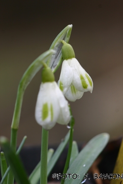 Galanthus nivalis \'David\'