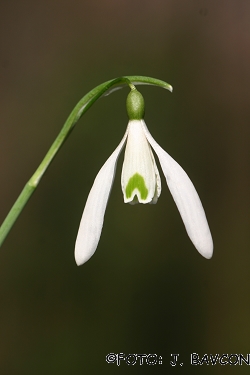 Galanthus nivalis \'Duet\'