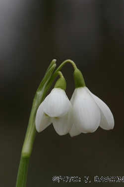 Galanthus nivalis \'Dvocvetna Krinolinca\'