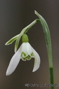 Galanthus nivalis \'Dvojni Zajček\'