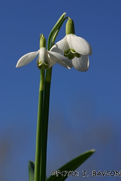 Galanthus nivalis \'Dvostebelni\'