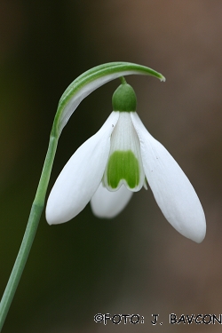 Galanthus nivalis \'Em\'