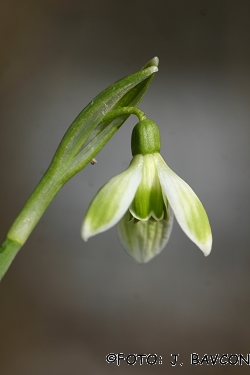 Galanthus nivalis \'Eva\'