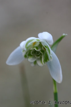 Galanthus nivalis \'Flore Pleno\'