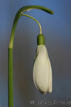 Galanthus nivalis \'Giant\'